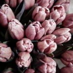 Czekoladowe tulipany