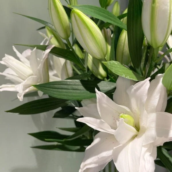 Цветы Варшава, flowers in warsaw, kupić róże, Доставка цветов Варшава, Цветы в Варшаве с доставкой, Заказать цветы в Варшаве, dostawa kwiatów, bukiet z dostawą, bukiet zamówić, kwiaciarnia mokotów, kwiaciarnia śródmiescie, kwiaty środmiescie, kupić kwiaty, kwiaty, róże, Peony, piwonia, пионы, bouquet in warsaw, kwiaty do domu, piwonia, peonia, bukiet z piwonii, kwiaty do wnętrza,hortensjia, bukiet z hortensja