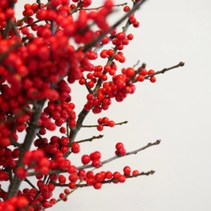 ilex