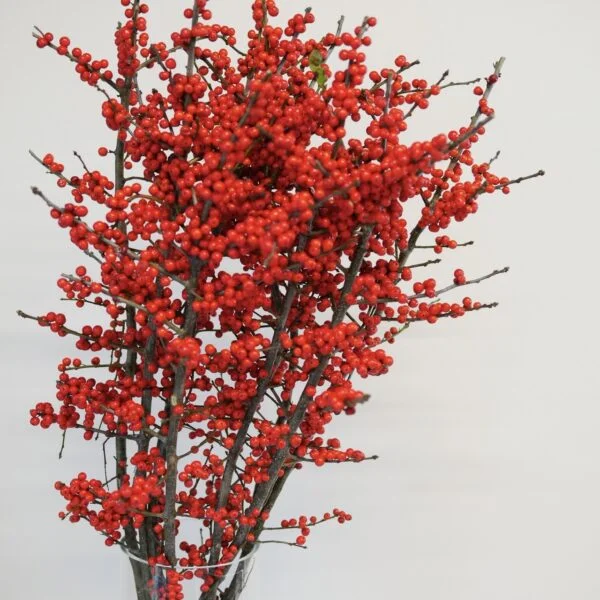 ilex