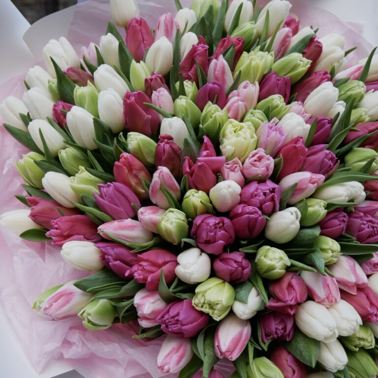 kolorowe tulipany 201 sztuka