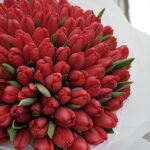 101 bukiet czerwonych tulipanów