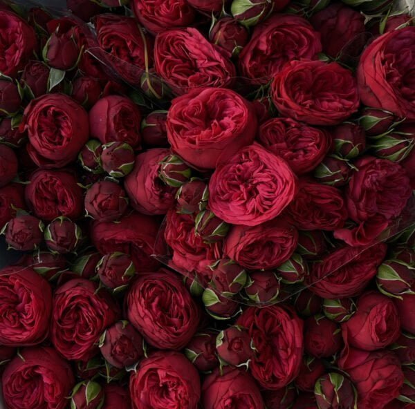 Red Piano roses