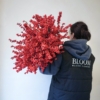 ilex