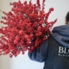 ilex tlo