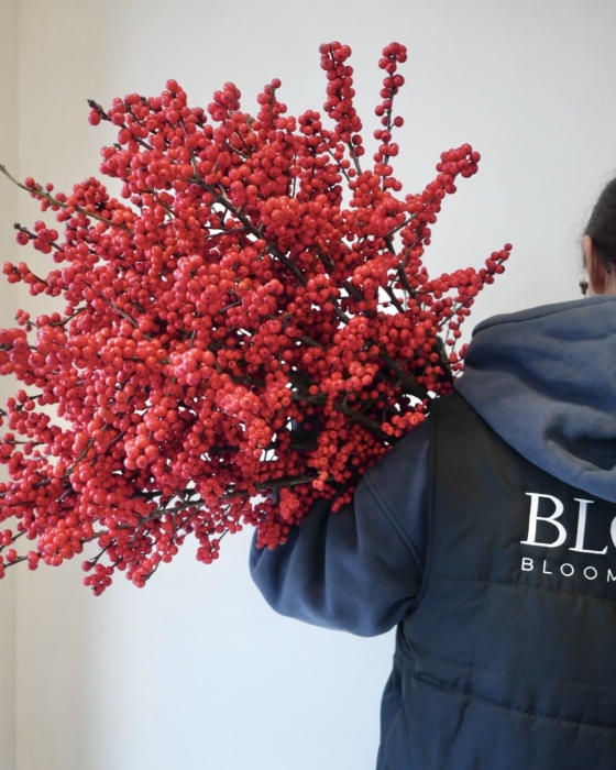 ilex tlo