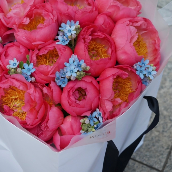 coral charm piwonii