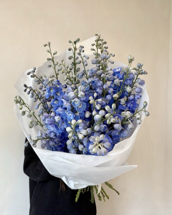 Delphinium 25