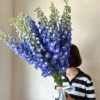 Delphinium | ostróżka 15