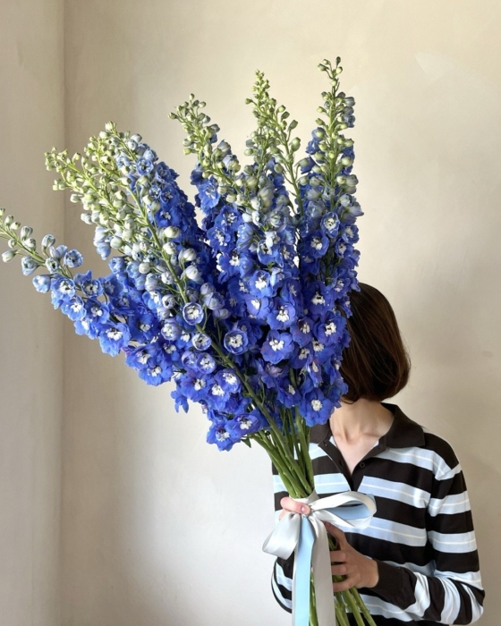 Delphinium | ostróżka 15