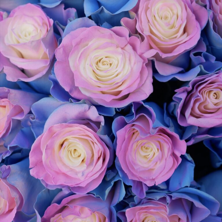 kolorowe róże