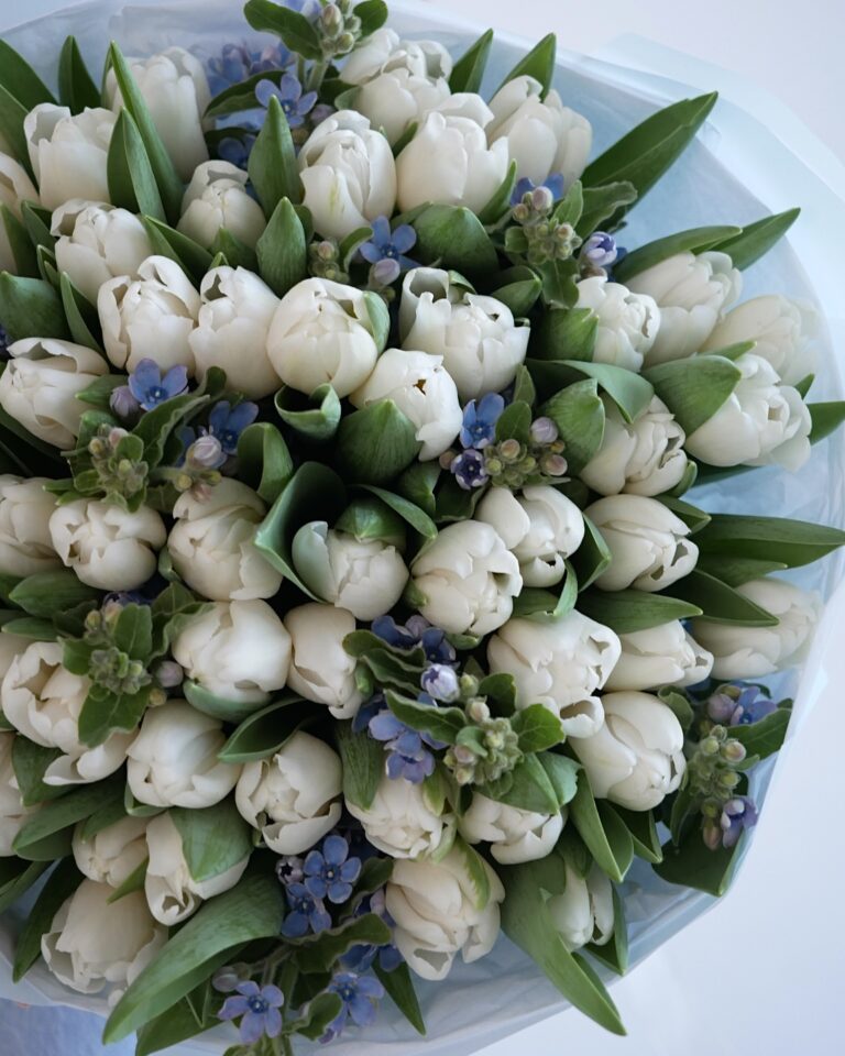 białe tulipany, oxy