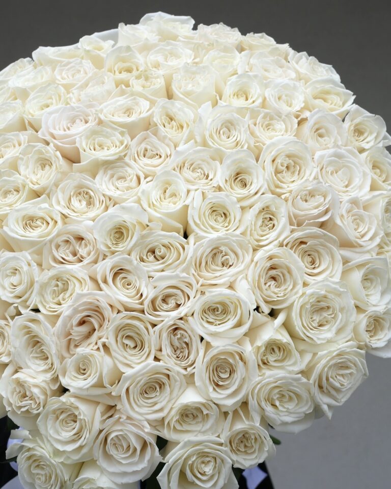 101 biała róża
