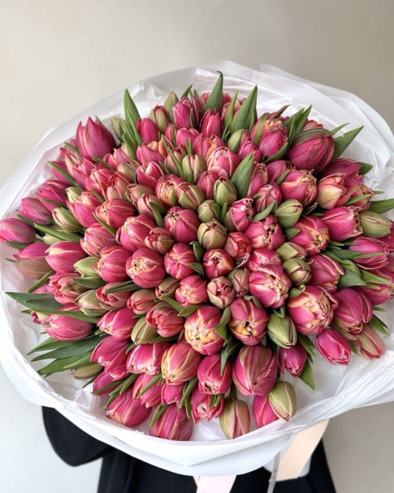 Tulipany-pełne-Columbus-xxx