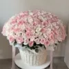 roza piwoniowa 301