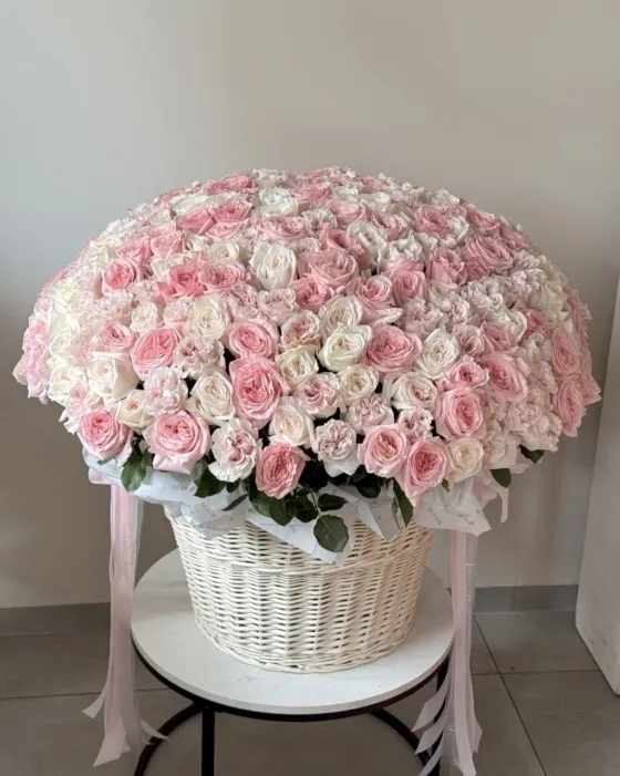 roza piwoniowa 301