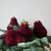 cebulka amarylisa 1