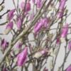 gałązki magnolii
