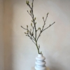 gałązki magnolii, magnolia