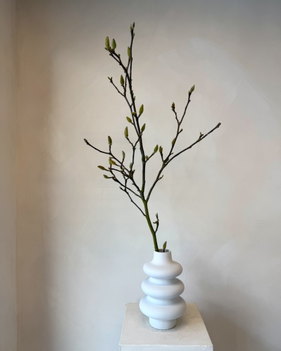 gałązki magnolii, magnolia