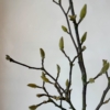 gałązki magnolii, magnolia