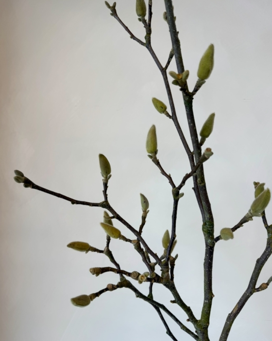 gałązki magnolii, magnolia