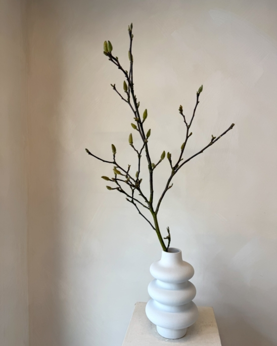 gałązki magnolii, magnolia