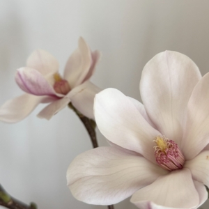 magnolia