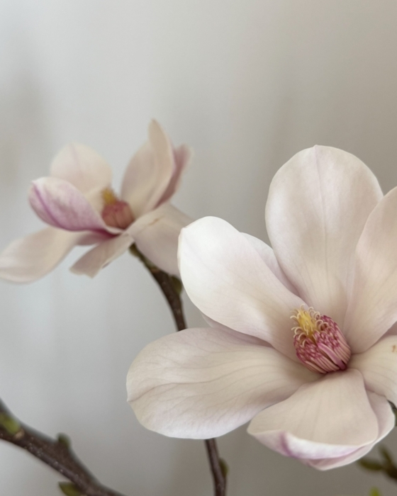 magnolia