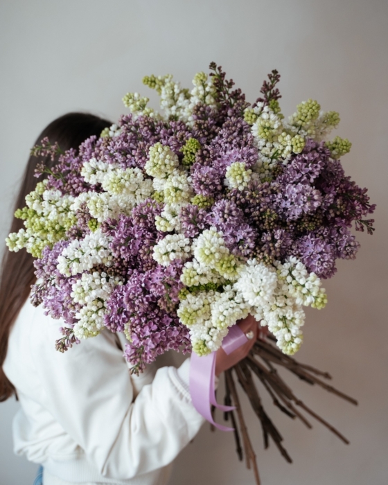 lilac, lilak