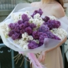 lilac, lilak