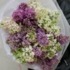 lilac, lilak