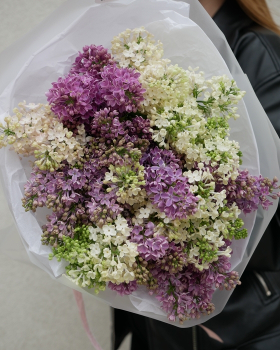lilac, lilak