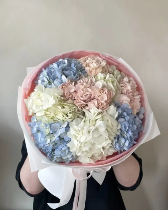hortensja, hydrangea
