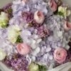lavender dream xxxx