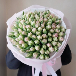 Tulipan pęłny ròżowy