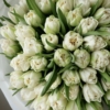 Białe Tulipany Pęłne xxxx