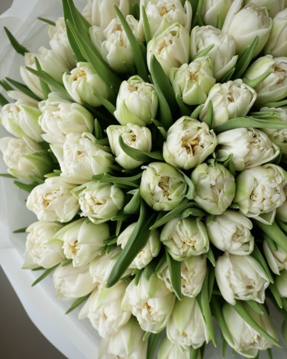 Białe Tulipany Pęłne xxxx