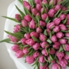 Malinowe Tulipany Pełne xxx