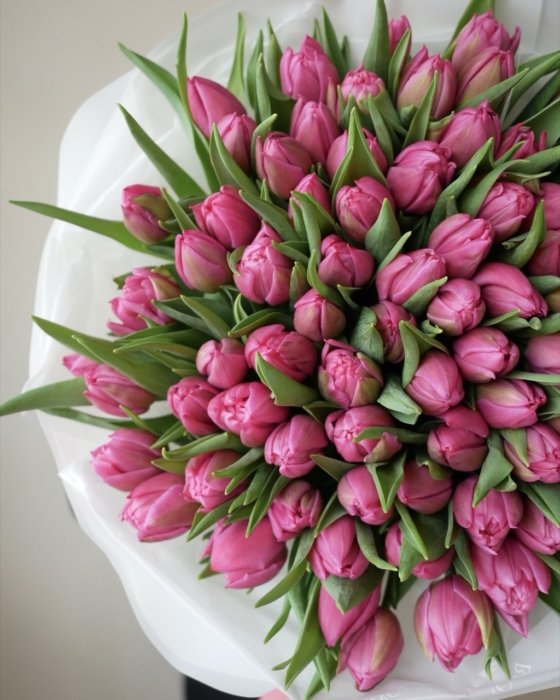 Malinowe Tulipany Pełne xxx