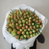 Pomarańczowe tulipany pełne 75