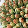 Pomarańczowe tulipany pełne xxxx