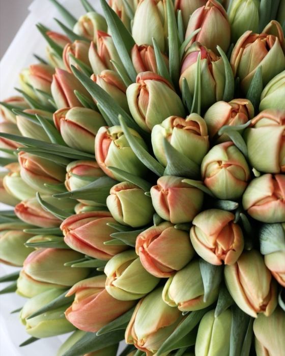 Pomarańczowe tulipany pełne xxxx