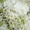 White lilac