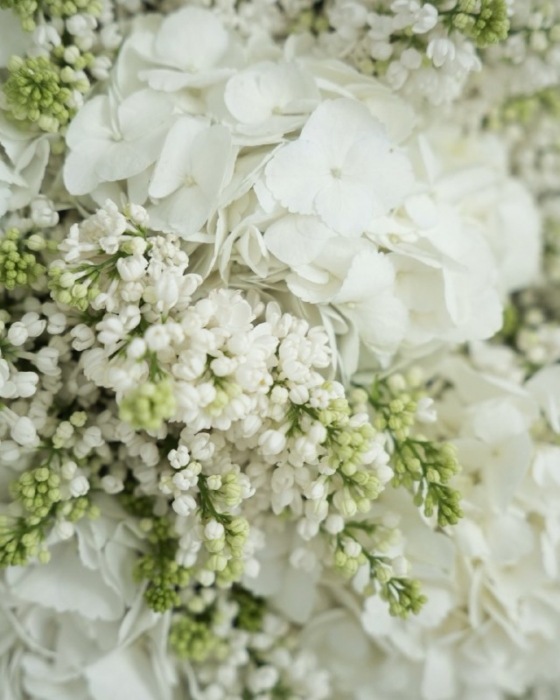 White lilac