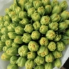 Żółte tulipany pełne xxx