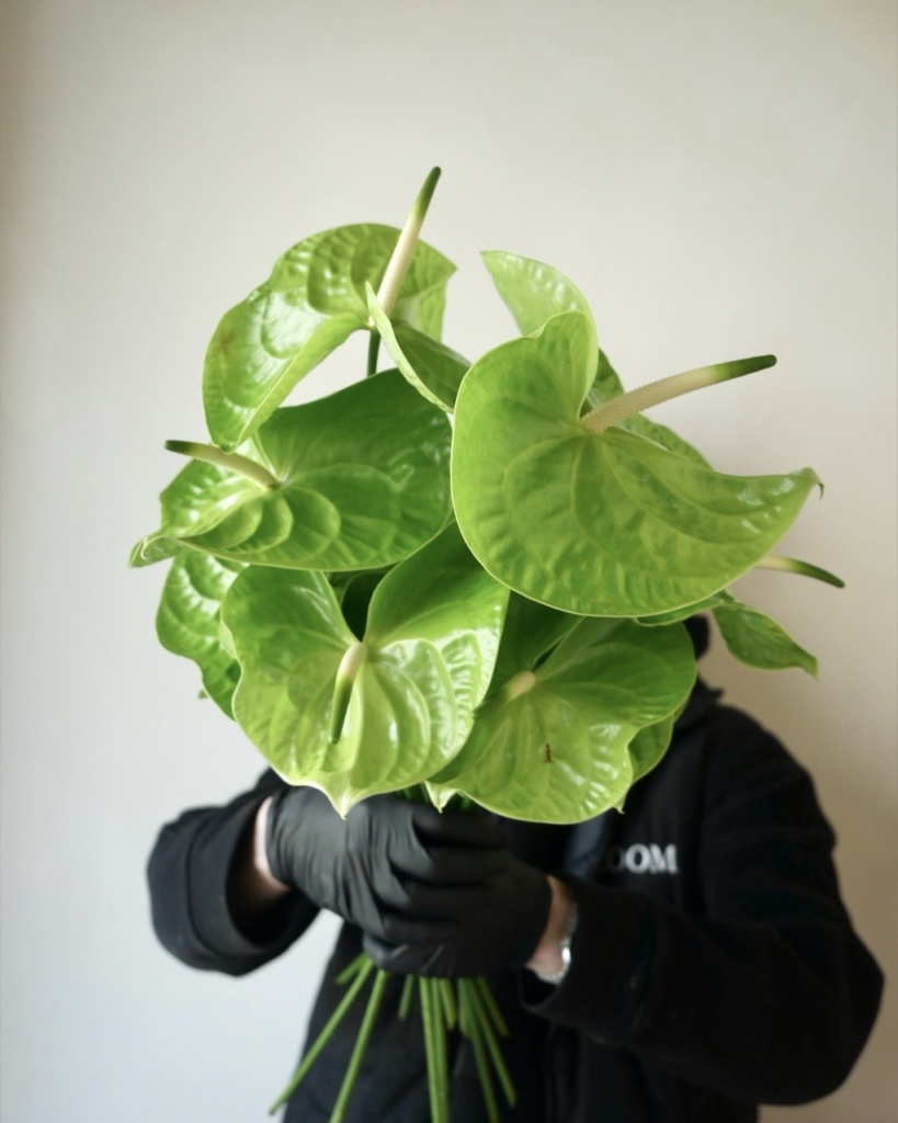 Anturium green