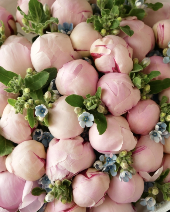 Piwonie-z-oksypetalum