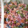 Juliet garden xxx