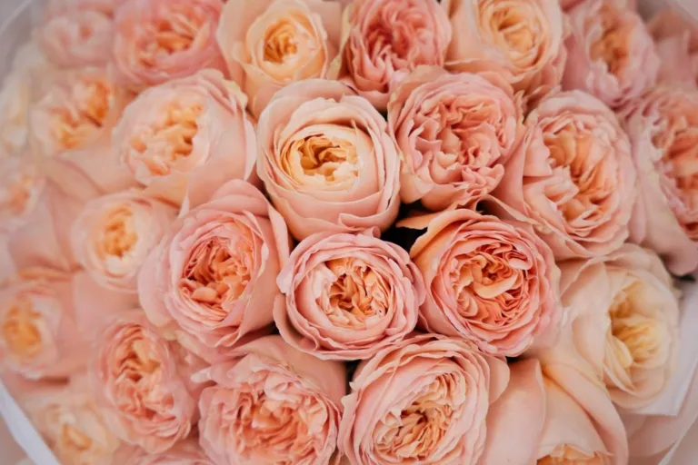 banner róże roses